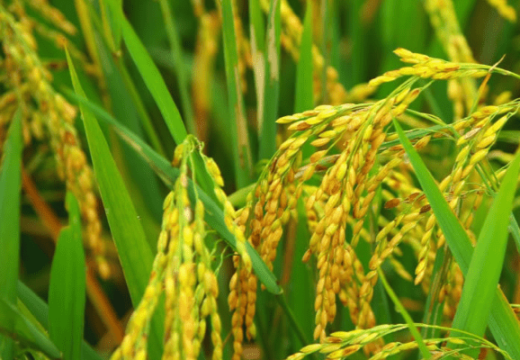 Agriculture & Food Security